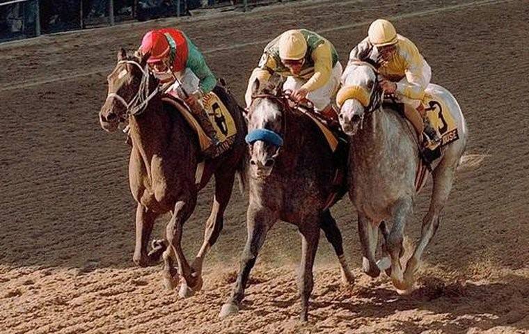 What are "Programas" and "Winner" in horse racing?