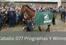 Caballo 077 Programas Y Winner